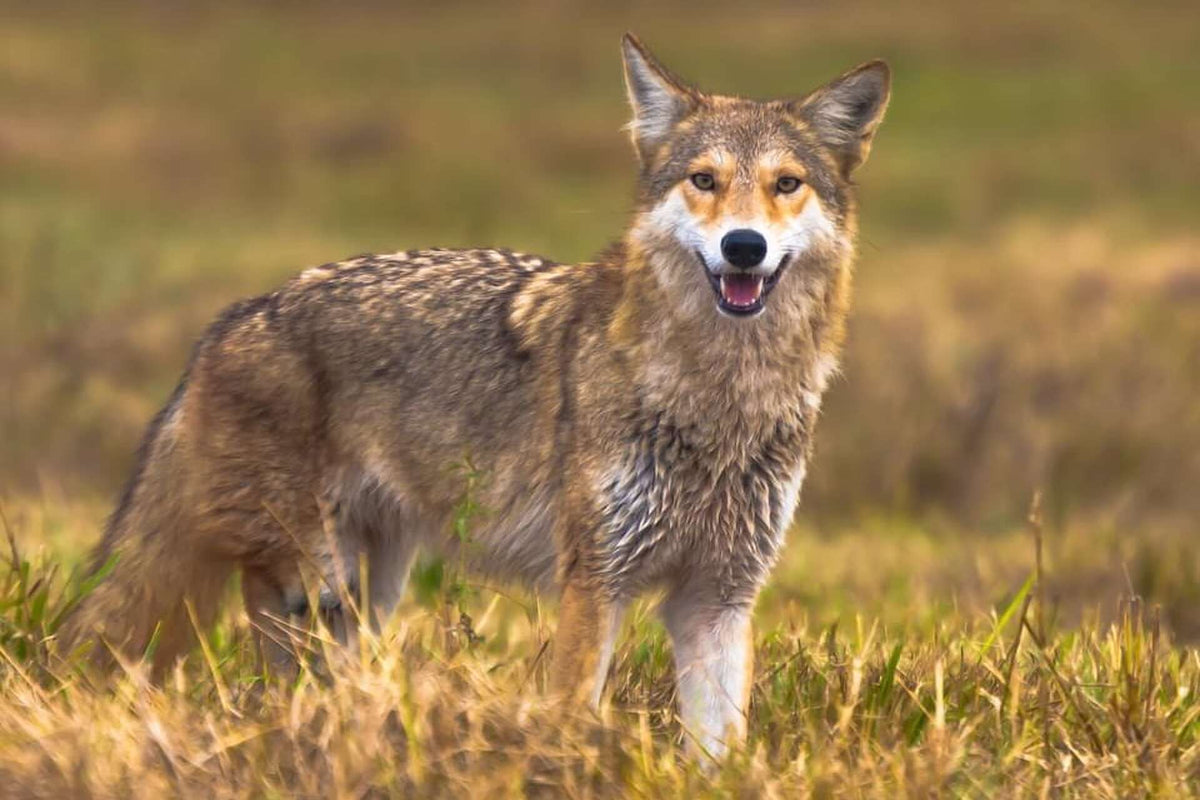 The Ghost Wolves - Lend A Paw Fundraiser